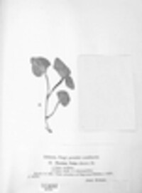 Puccinia violae image